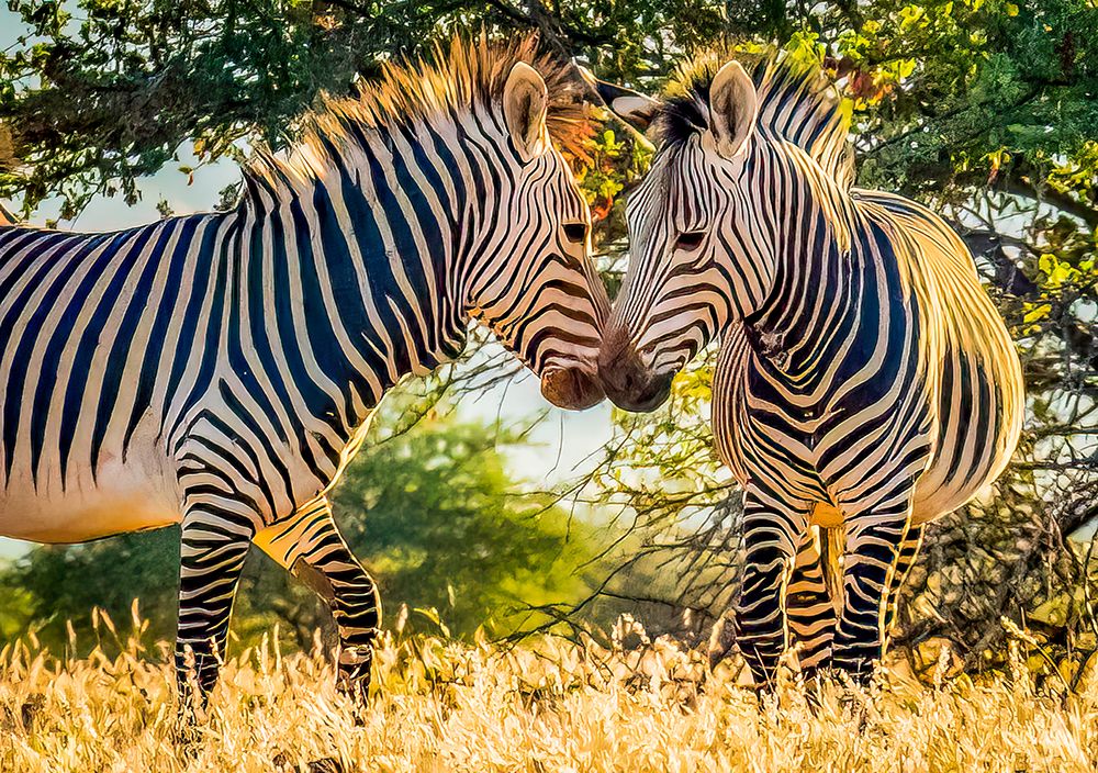 Etosha National Park, Namibia, Africa.  two Grevys Zebras playing at sunset.